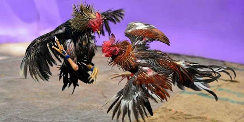 Trên đây là các kèo đang có mặt tại Đá gà C2