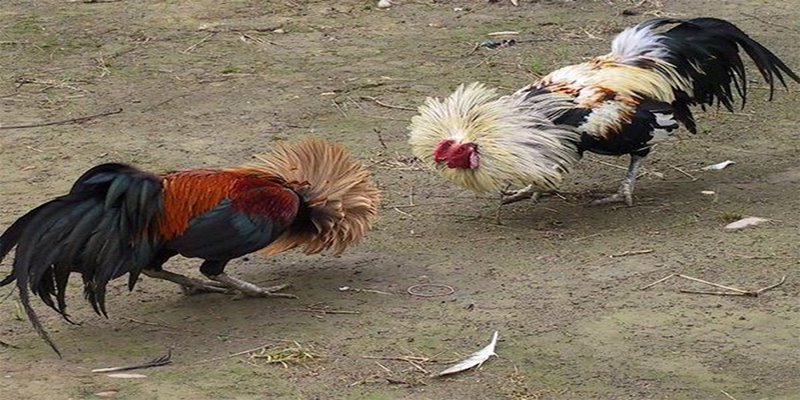 Cần phân tích kỹ 2 chiến kê khi đặt cược