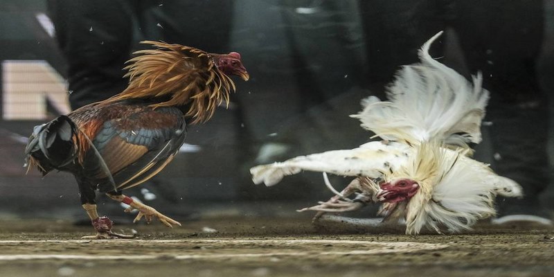 Cách thức trải nghiệm đá gà dễ hiểu tại nhà cái