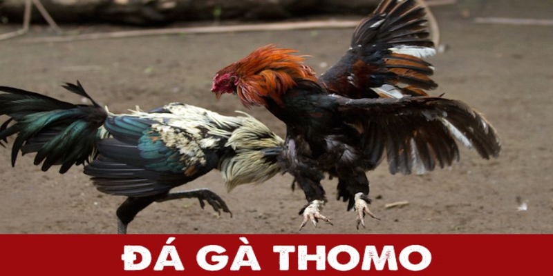 Đá gà Thomo và một số thông tin nổi bật