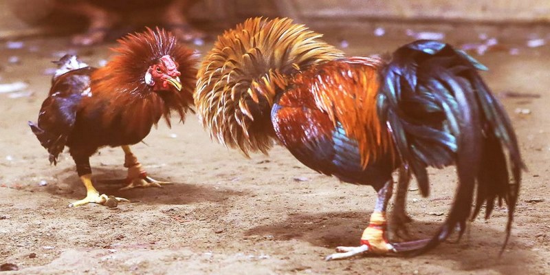 Hàng nghìn trận đấu gay cấn chỉ có tại trường gà Thomo