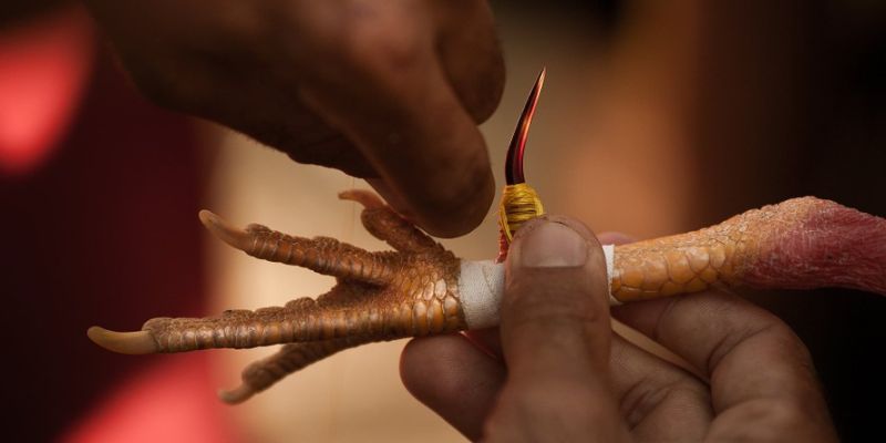 Luật chơi chi tiết