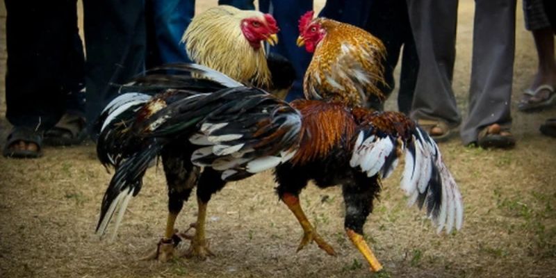 Tìm hiểu đá gà cựa sắt