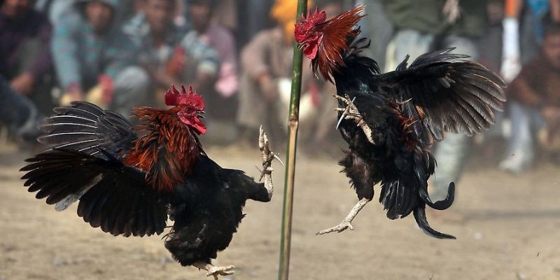 Ưu điểm của trò chơi