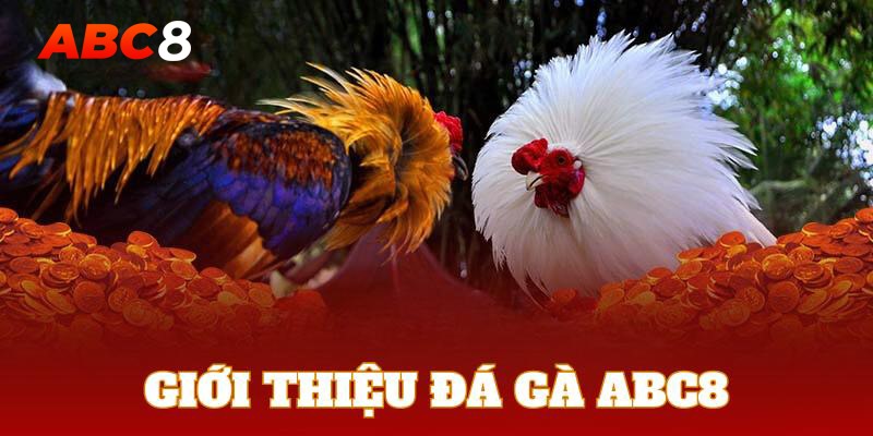 Đá gà ABC8 là cầu nối xây dựng cộng đồng những người chung niềm yêu thích